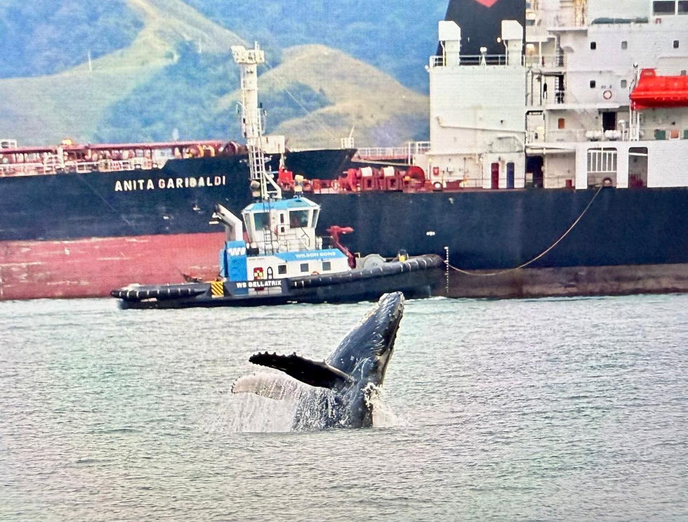Whale breeching