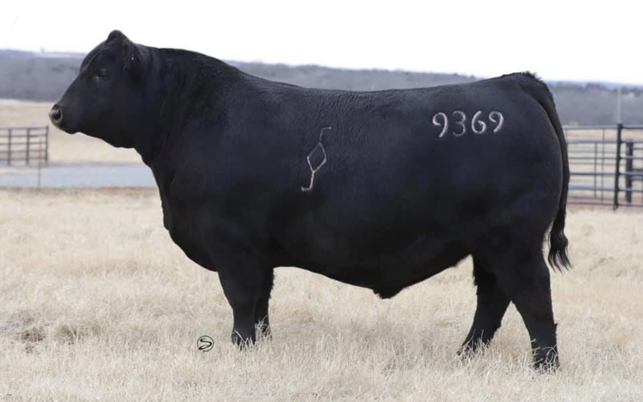 Landscape at Diamond Seven Angus