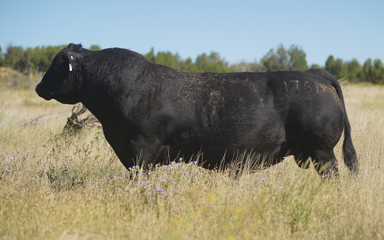 Landscape at Diamond Seven Angus