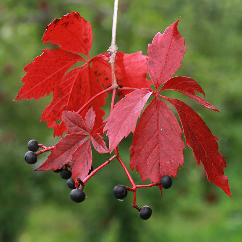virginia creeper