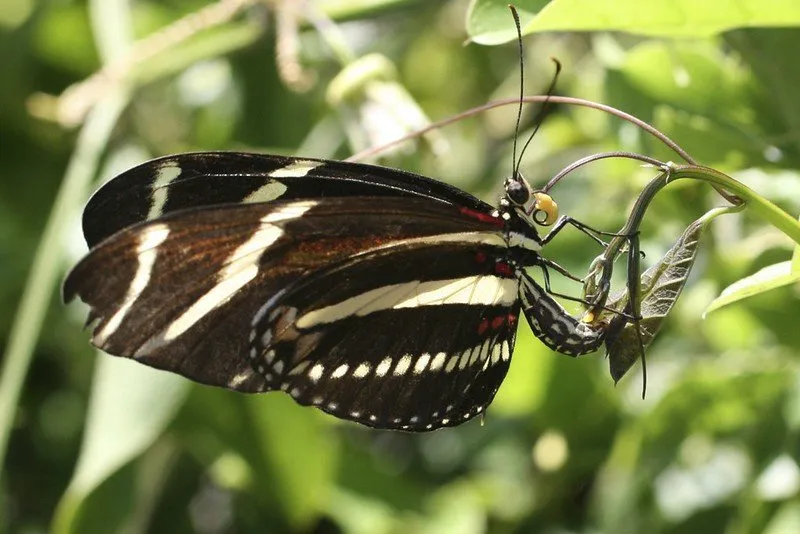 Zebra Longwing butterfly
