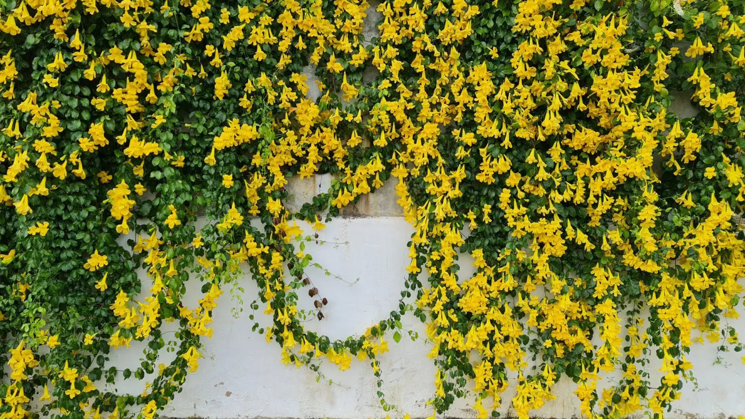 carolina jessamine 