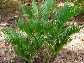 11 Native Florida Plants That Are Perfect To Add To Your Garden This March!