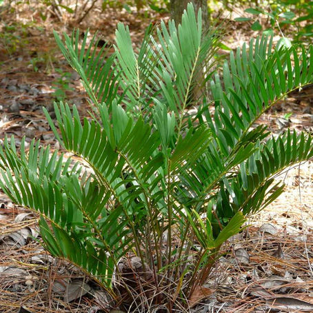 11 Native Florida Plants That Are Perfect To Add To Your Garden This March!