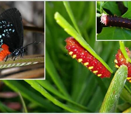 5 Florida Native Plants That Attract Butterflies Right Now