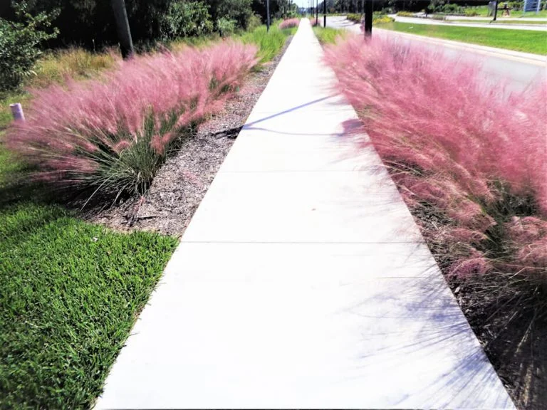 muhly grass
