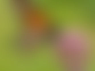 Swamp Milkweed: Essential Guide to Growing and Caring for This Native Florida Plant