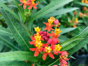 Why Native Milkweed Is Better for Monarch Butterflies