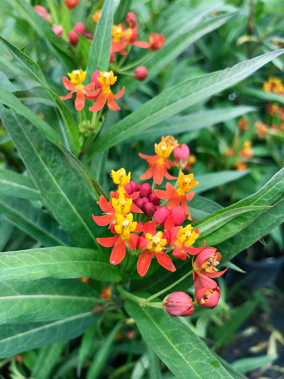 Why Native Milkweed Is Better for Monarch Butterflies