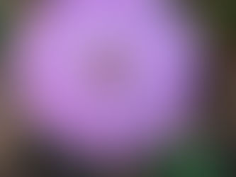 Meet the Sunshine Mimosa Plant: A Delightful Lawn Alternative!