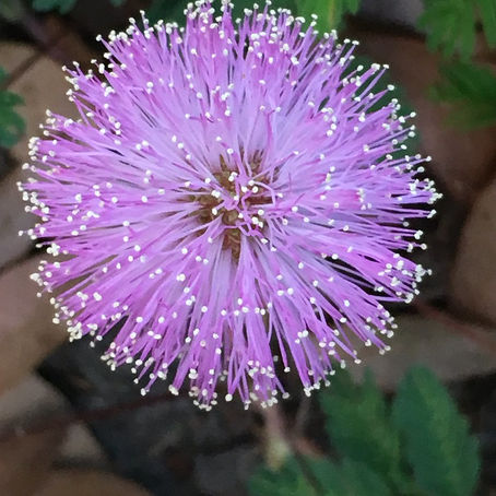 Meet the Sunshine Mimosa Plant: A Delightful Lawn Alternative!