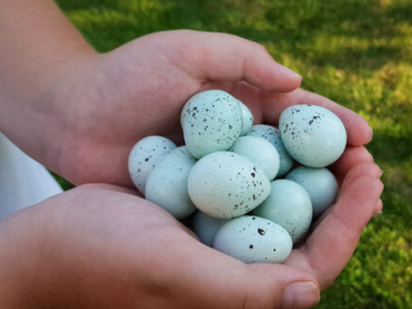 Blue Quail Eggs aka The Celadon Coturnix Quail egg