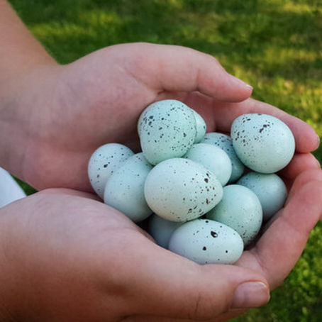 Blue Quail Eggs aka The Celadon Coturnix Quail egg