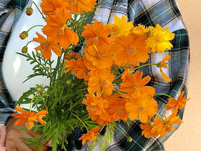 Cosmos Flowers: Easy to Grow and Edible!