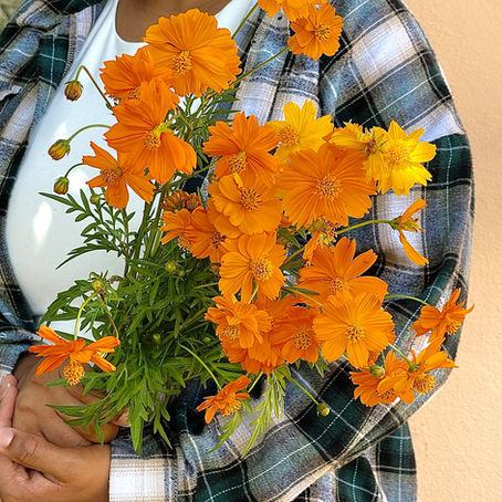 Cosmos Flowers: Easy to Grow and Edible!