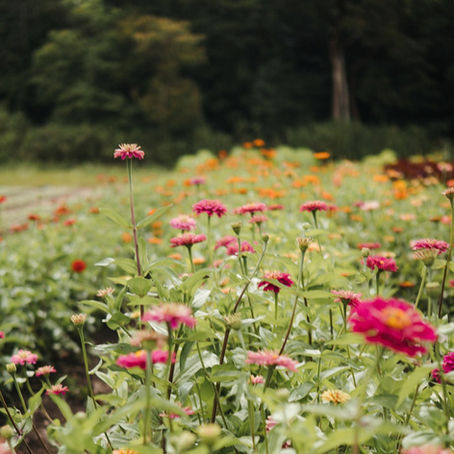 Zinnias: A Beginner's Guide, Beautiful & Edible