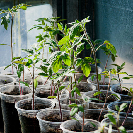 Why You Should Buy Seedling Plugs Instead of Starting from Seed