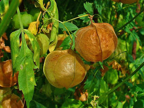 The Ballon Vine: Florida Native Plant