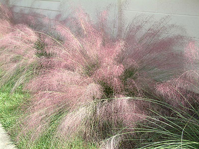 muhly grass