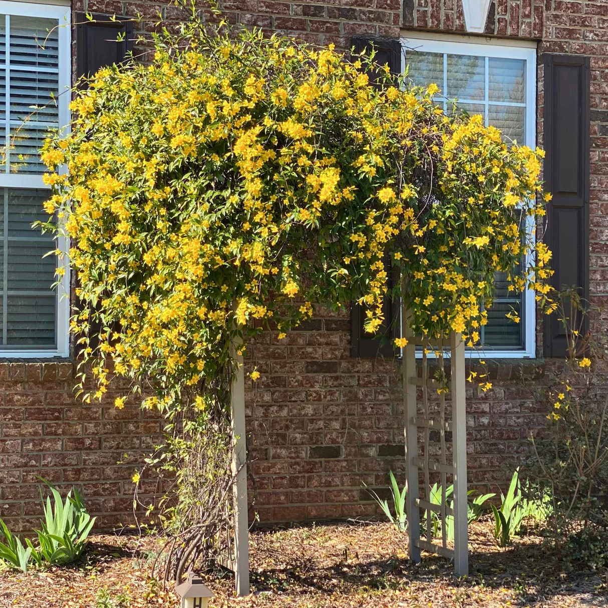 carolina jessamine 