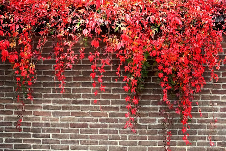 virginia creeper 