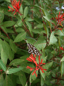 firebush with butterfly