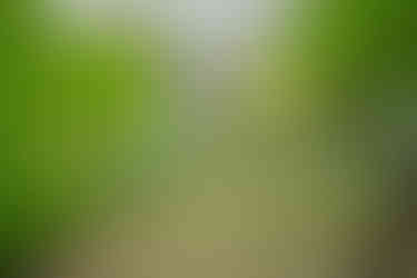 Caterpillar and Passionflower