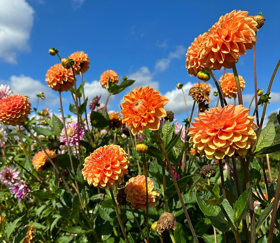 field-of-orange-dahlias-under-blue-sky