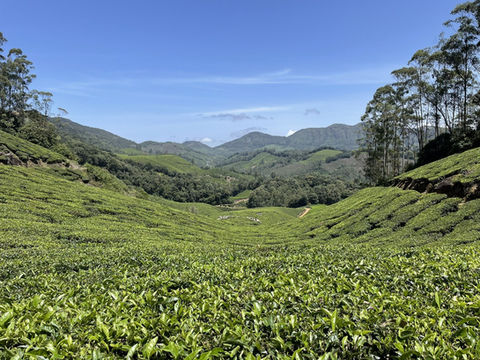 Munnar Trekking