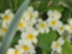 Photo of primroses taken in Devon