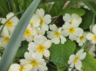 A photo of primroses in Devon