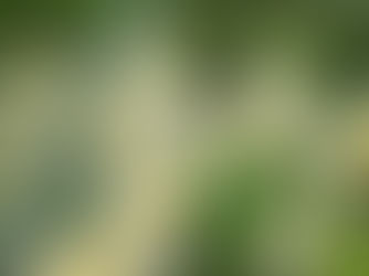 A photo of primroses in Devon