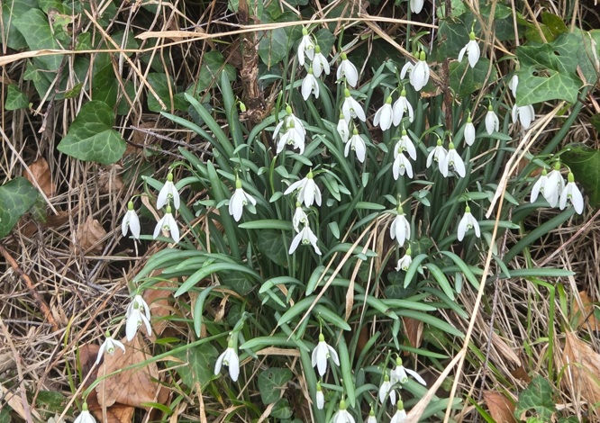 Snowdrops at Mansell Lock