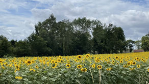 A field of sunflowers with trees behind and a blue sky with white clouds