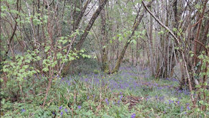 Healthwatch Somerset - April 2026 Newsletter