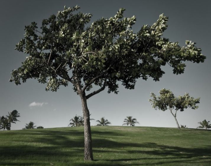 kukui%20tree_edited.jpg