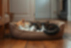 kittens sleeping in a cat bed on the floor of a kitchen in an old timeless farmhouse_edite