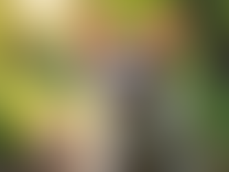 How to Foster Cats: A Complete Guide