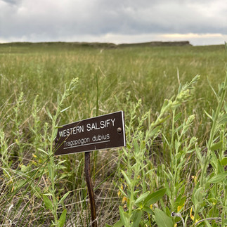 Western salsify plant identification sign surrounded by prairie grass near Badlands National Park