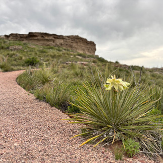 Yucca plant growing beside the trail at Agate Fossil Beds National Monument in Nebraska