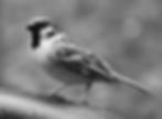 black and white photo of a sparrow