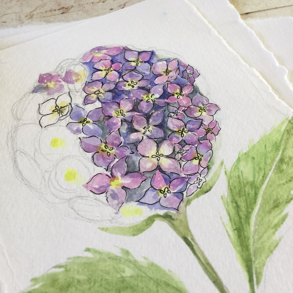 Thumbnail: The Joy of Hydrangeas
