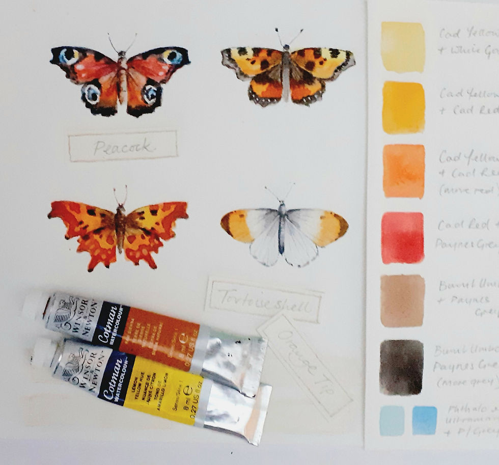 Thumbnail: a selection of mixed media examples of butterflies and moths