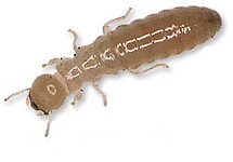 Best Pest Control Company in Southeast Texas