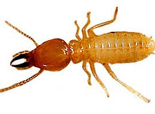 Best Pest Control Company in Southeast Texas