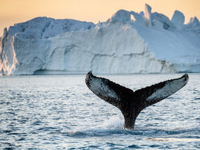 Erik Conover's Greenland Adventure: A Journey of Authenticity with Nomad Greenland