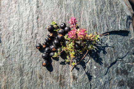 Crowberries set for gourmet Greenland meals, capturing unique Arctic culinary adventures.