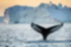 Humpback whale tail before an iceberg in Disko Bay, Greenland, showcasing a stunning Arctic wildlife scene.._Photo_-_Julie_Skotte__Visit_Greenland (2).webp