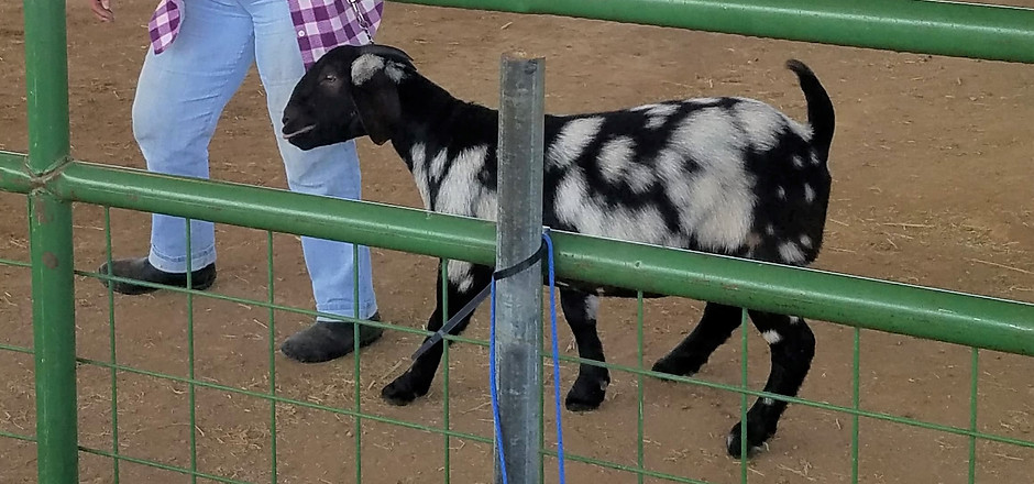 tinkerbell in arena (2).jpg