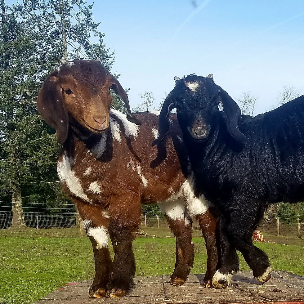 Ruby and Onyx